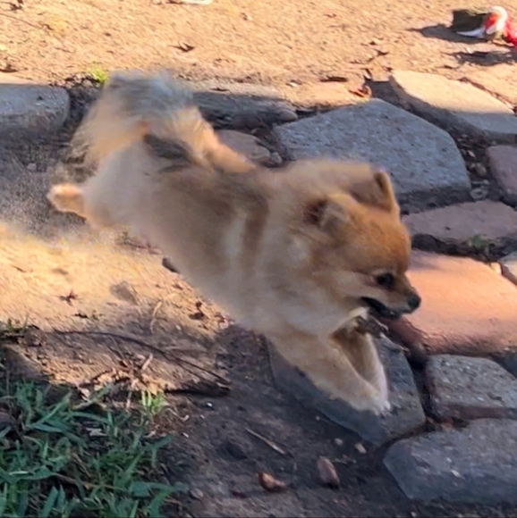 Whiskey Accepts Offers! - Picture 8 of 8